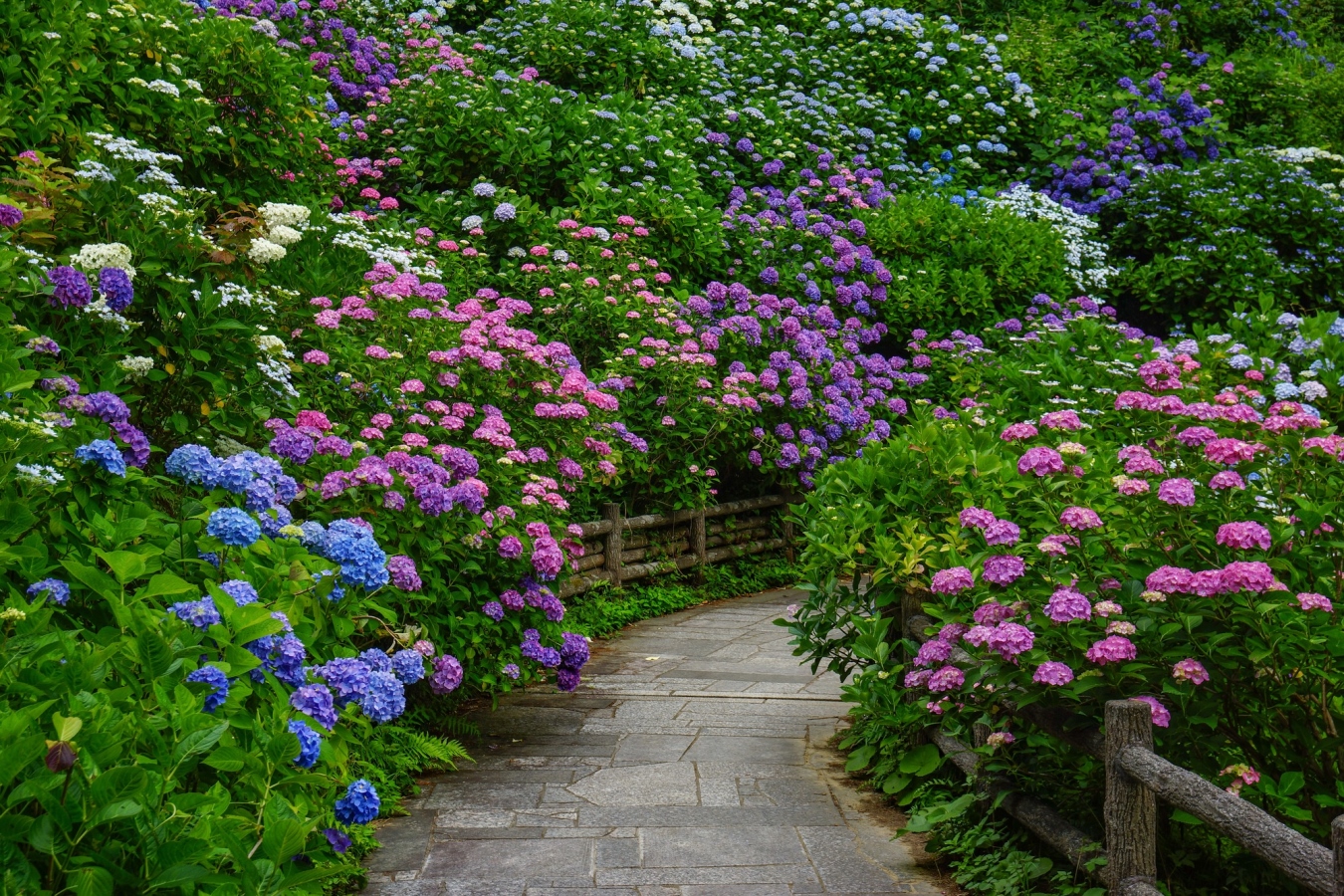 Du Lịch Nhật Bản Ngắm Hoa Mùa Hè 6 Ngày